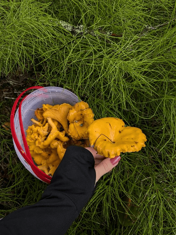 mdeducational foundation Marketing Executive, Susanna Neuvonen's wellbeing enrichment activities - foraging